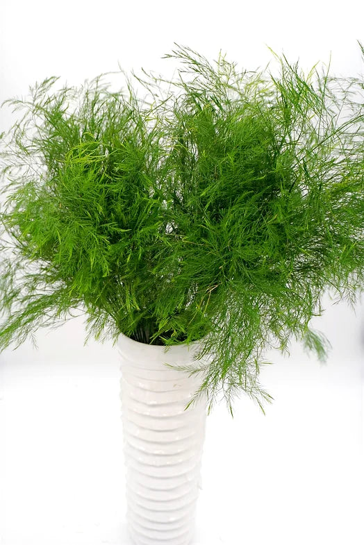 Tree Fern - 10 stem bunch