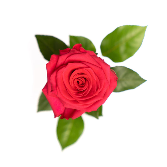 V.I. Pink - 25 stem bunch