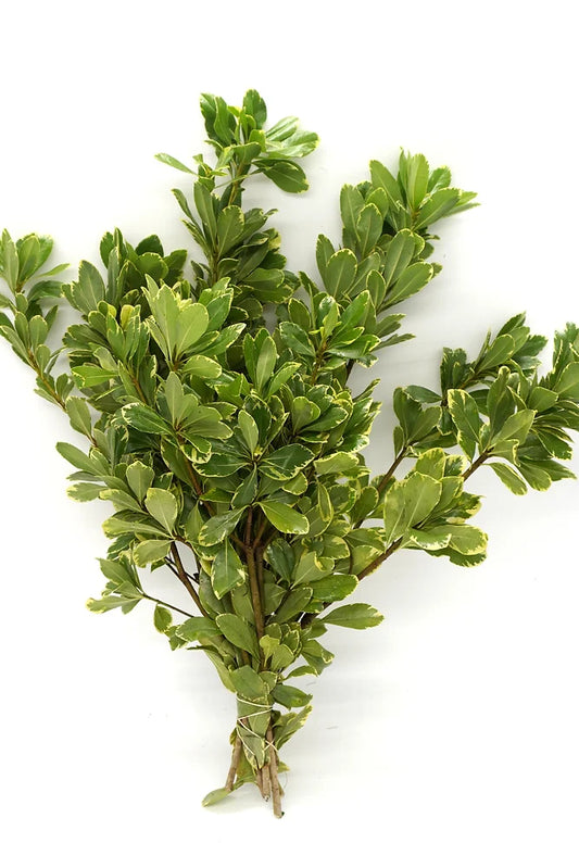 Pittosporum variegated - 10 stem bunch