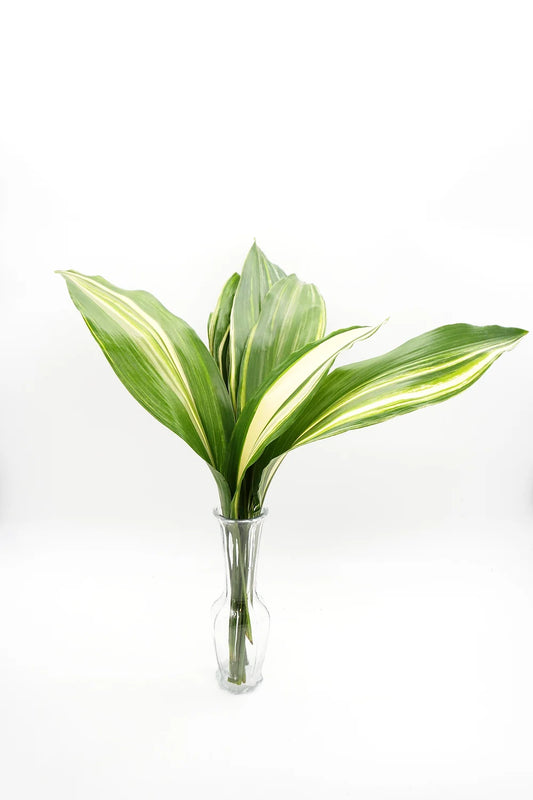 Variegated Aspidistra - 10 stem bunch