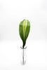 Variegated Aspidistra - 10 stem bunch