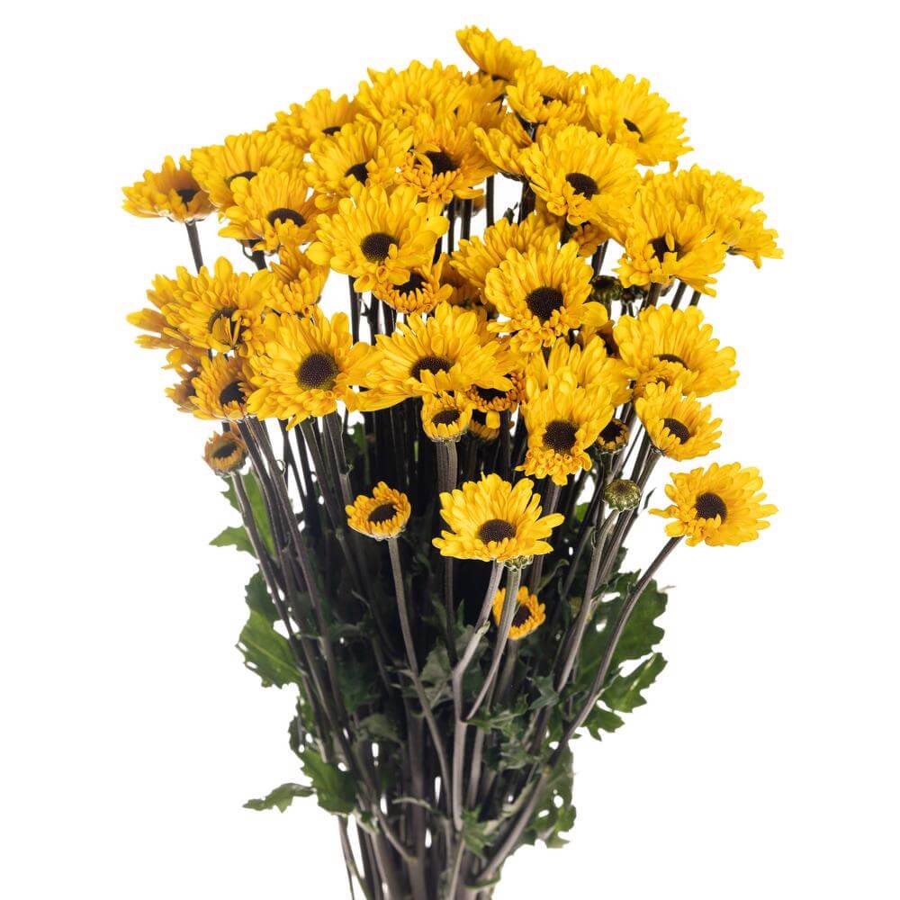 Viking Pom - 7 stem bunch