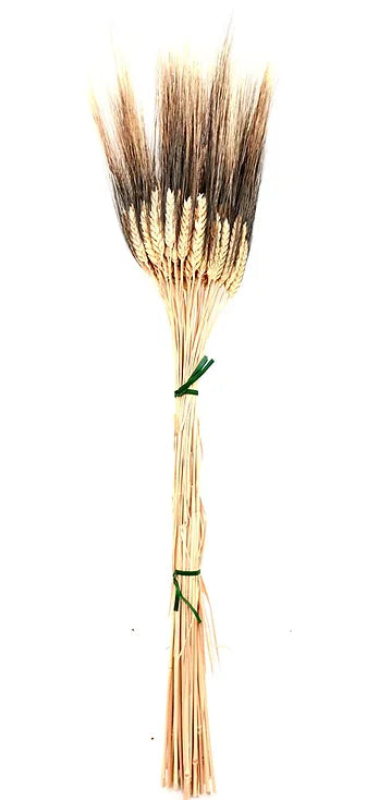Wheat Blackbeard
