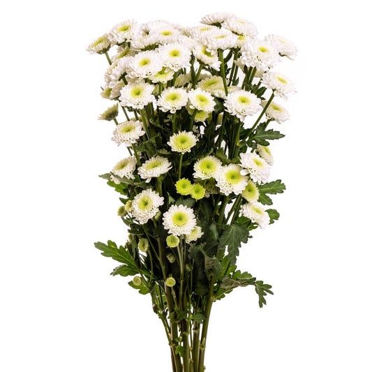 White Button Pom - 7 stem bunch