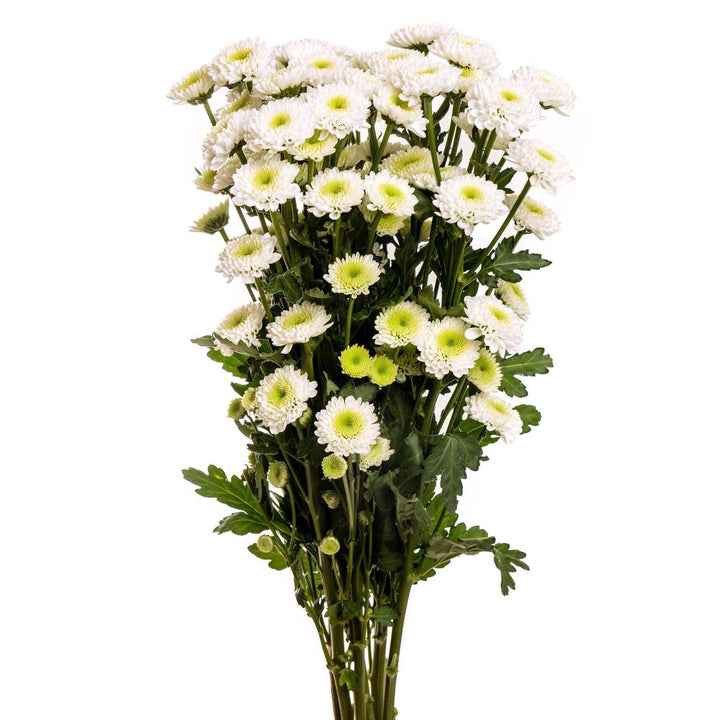 White Button Pom - 7 stem bunch