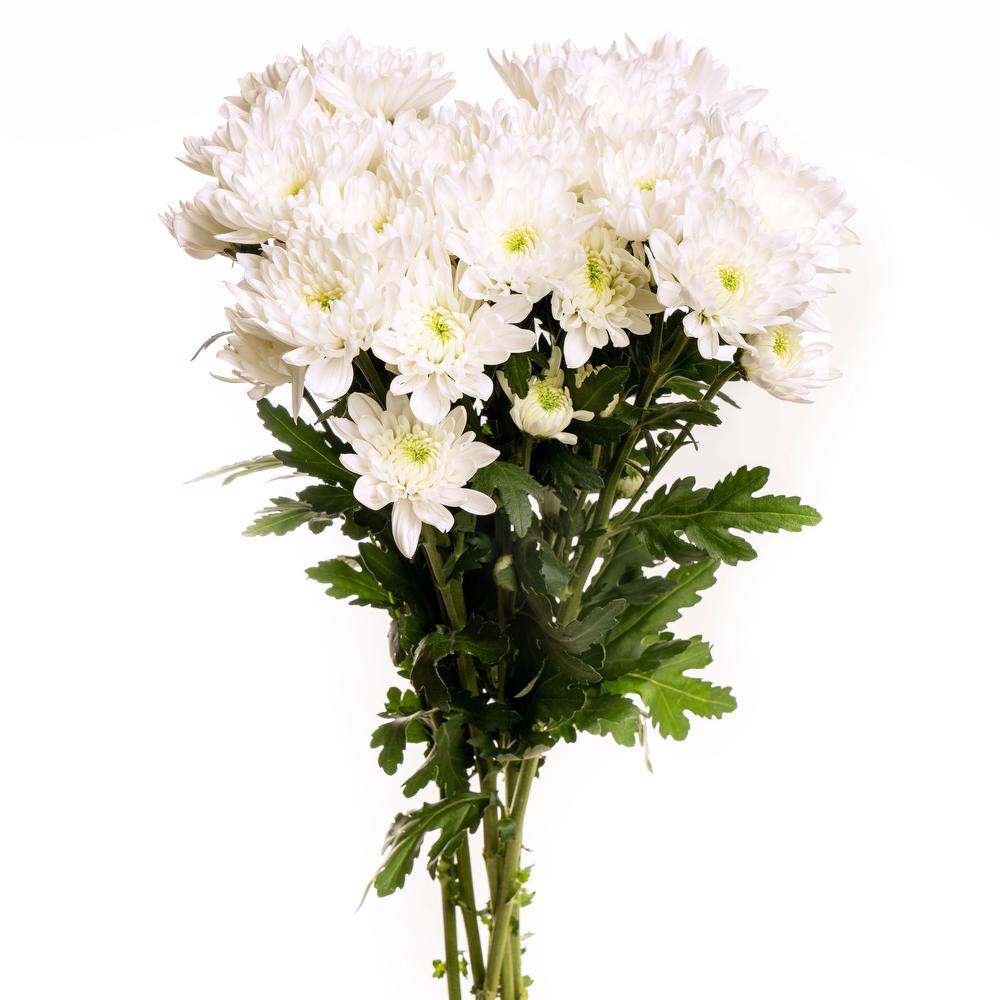 White Cushion Poms - 7 stem bunch