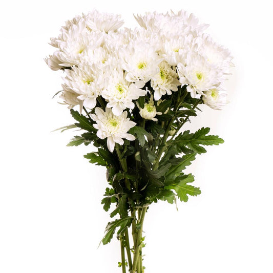 White Cushion Poms - 7 stem bunch