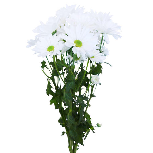 White Daisy Poms - 7 stem bunch