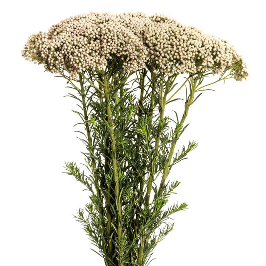 Rice Flower White - 10 stem bunch