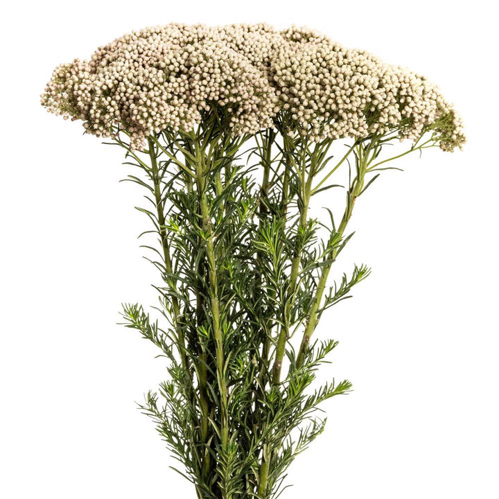 Rice Flower White - 10 stem bunch