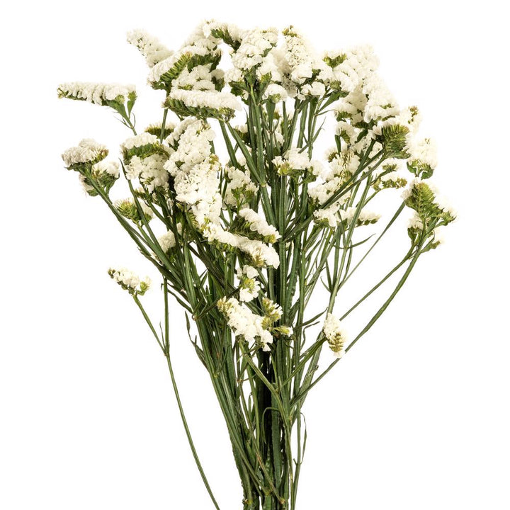 White Statice - 10 stem bunch