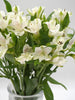 Alstroemeria White - 10 stem bunch