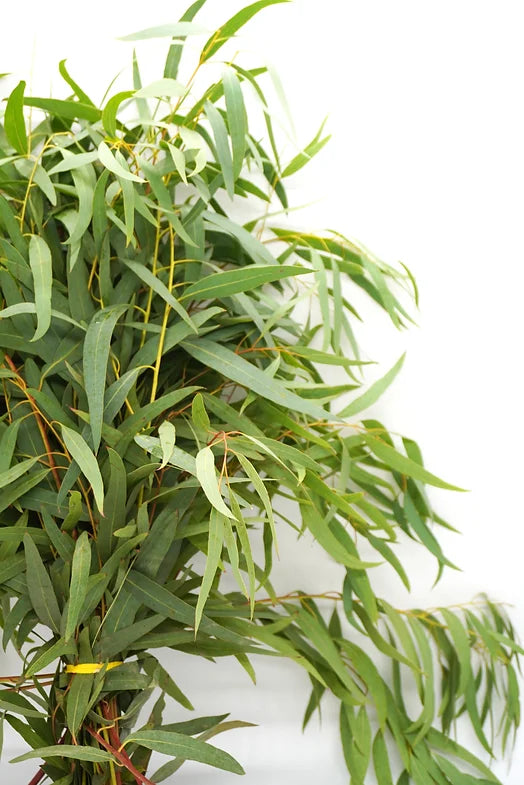 Willow Eucalyptus - 10 stem bunch