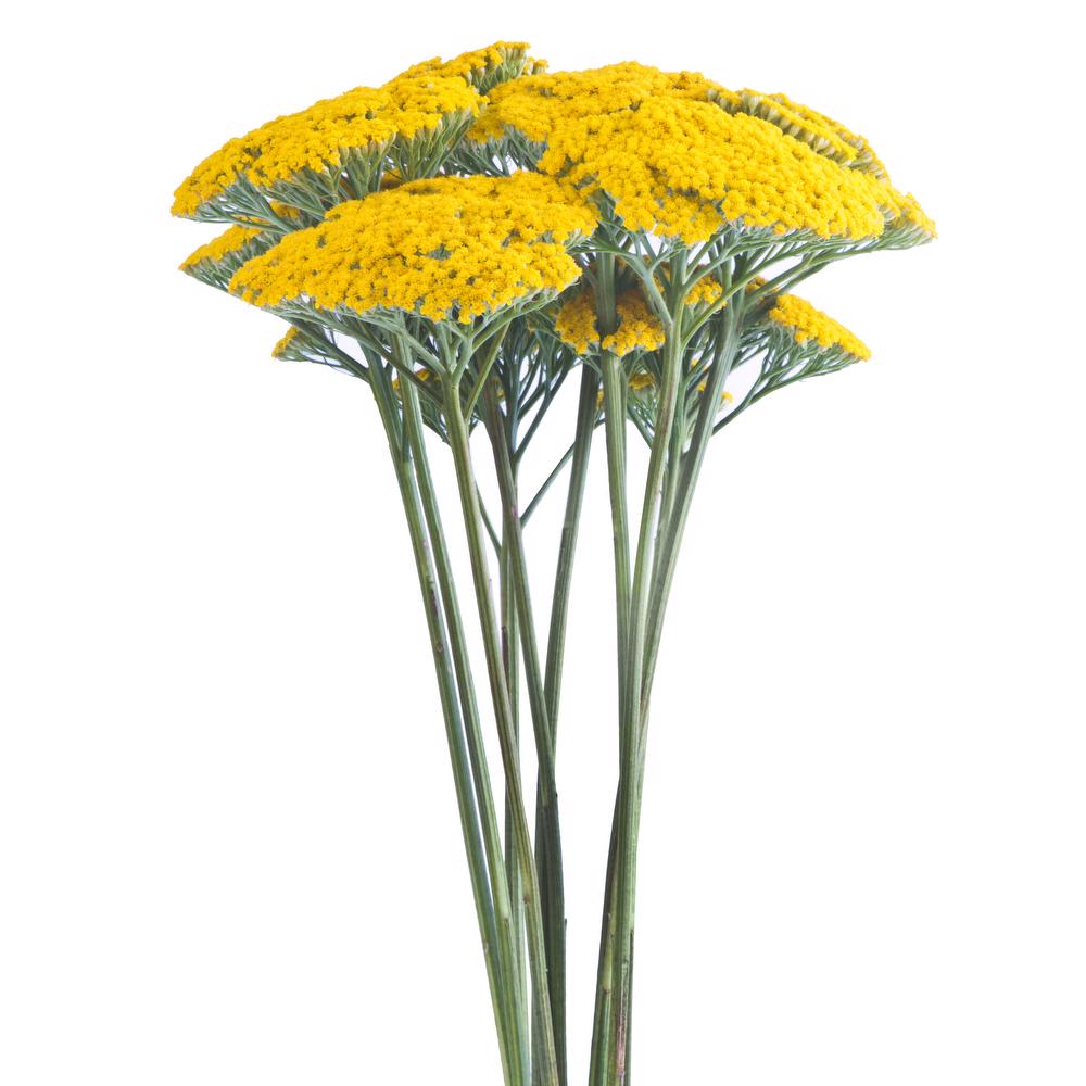 Yarrow - 10 stem bunch
