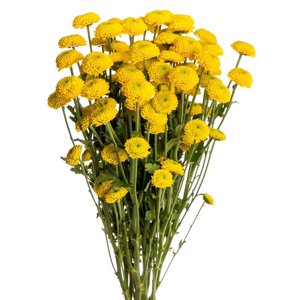 Yellow Button Poms- 7 stem bunch