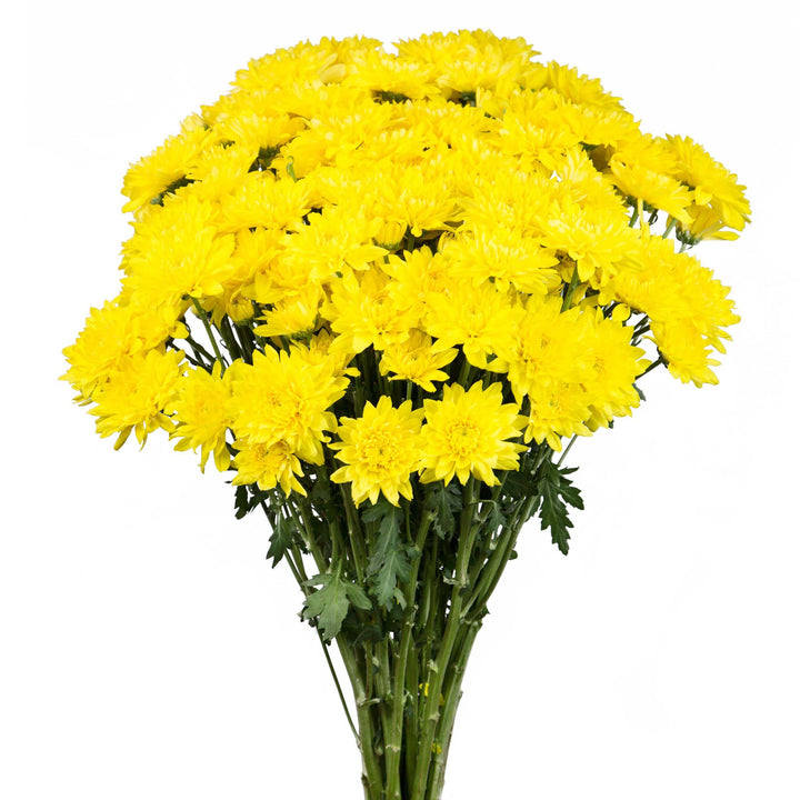 Yellow Cushion Poms- 7 stem bunch