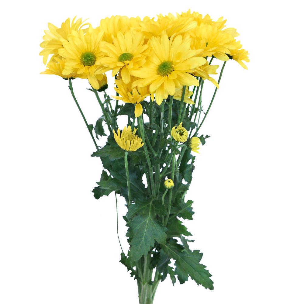 Yellow Daisy - 7 stem bunch