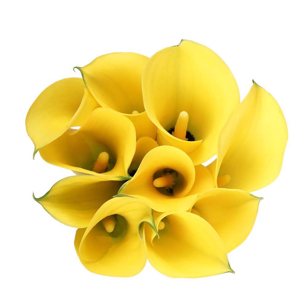Calla Lillies Yellow - 10 stem bunch