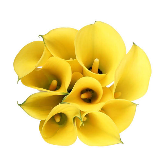 Calla Lillies Yellow - 10 stem bunch