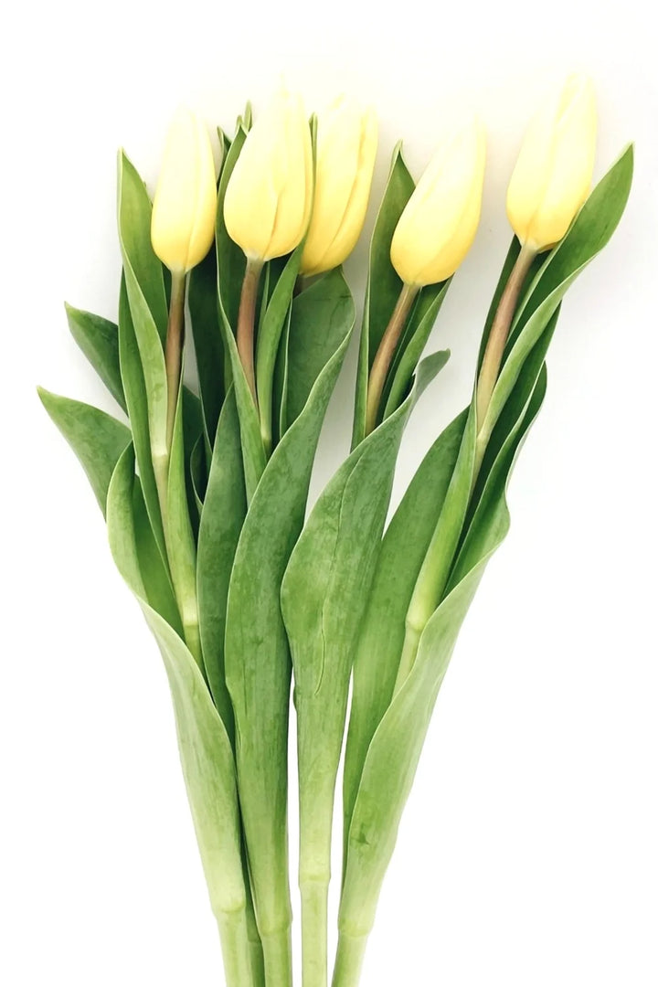 Tulips Yellow - 10 stem bunch