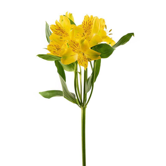 Alstroemeria Yellow - 10 stem bunch