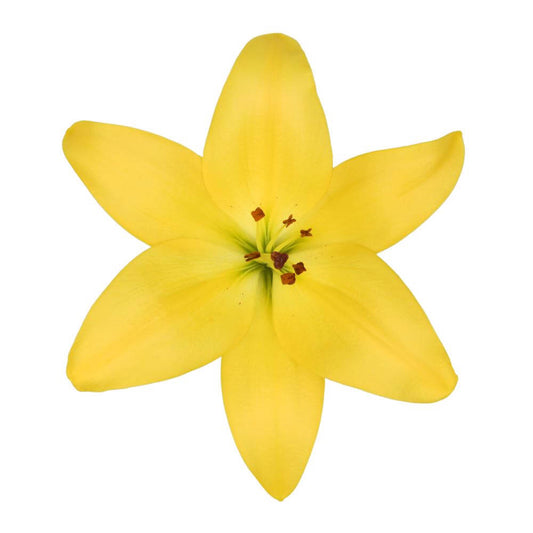 Hybrid Lilly Yellow - 10 stem bunch