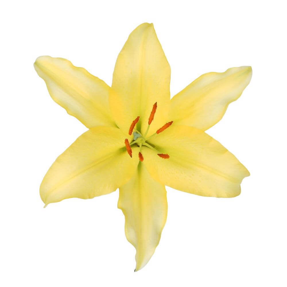Oriental Lilly Yellow - 10 stem bunch