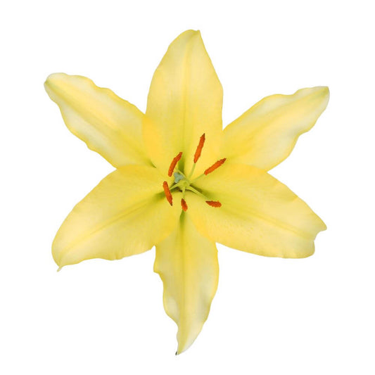 Oriental Lilly Yellow - 10 stem bunch