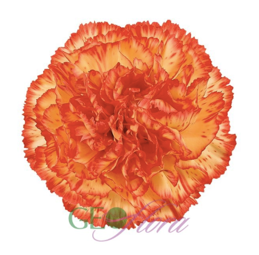 Carnation Bi-Color Nobbio Sherkan