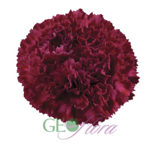 Carnation Burgundy - 25 stem bunch