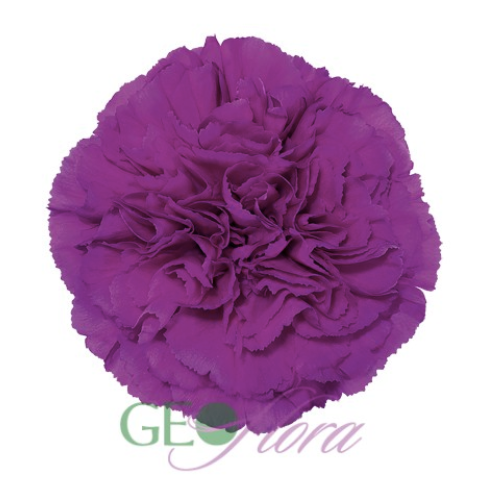 Carnation Purple - 25 stem bunch