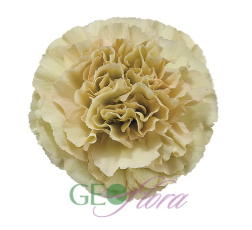 Carnation Earthtone Putumayo - 25 stem bunch