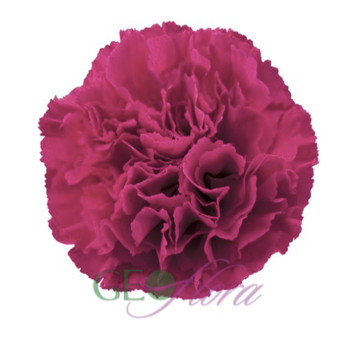 Carnation Fuchsia Fausto