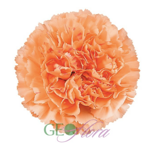 Carnation Soft Orange - 25 stem bunch