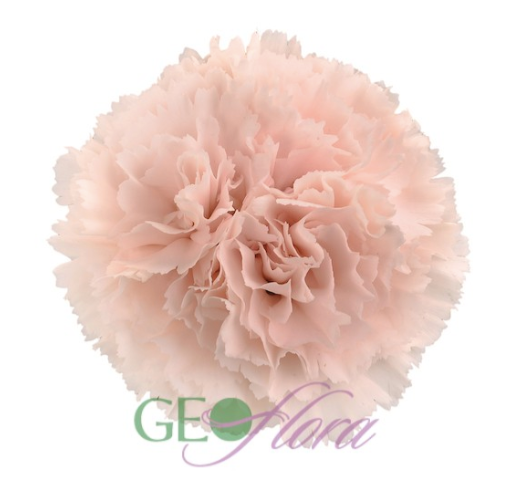 Carnation Peach - 25 stem bunch