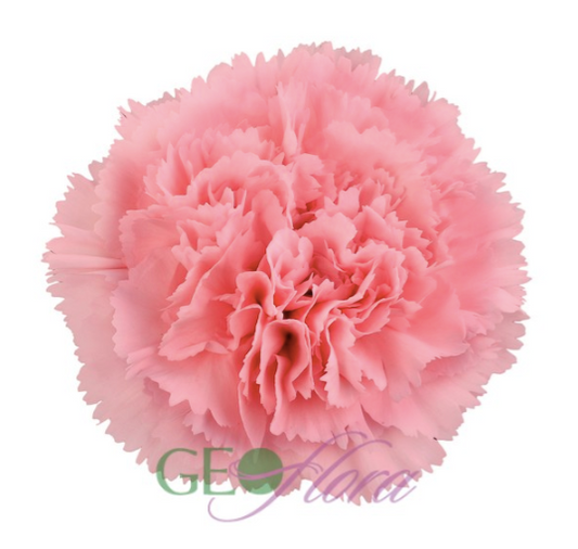 Carnation Pink - 25 stem bunch