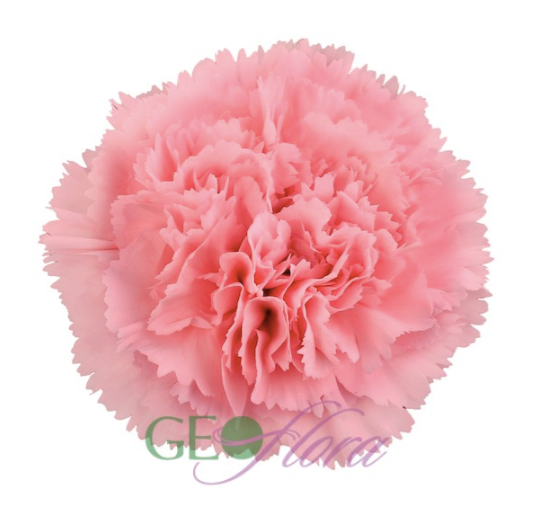 Carnation Pink - 25 stem bunch