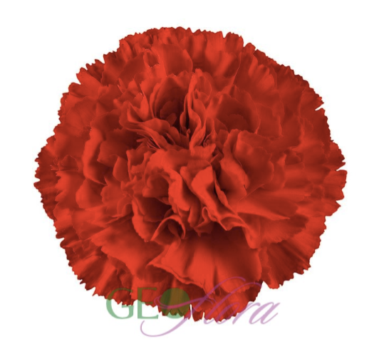 Carnation Red - 25 stem bunch