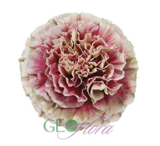 Carnation Vintage Merletto - 25 stem bunch