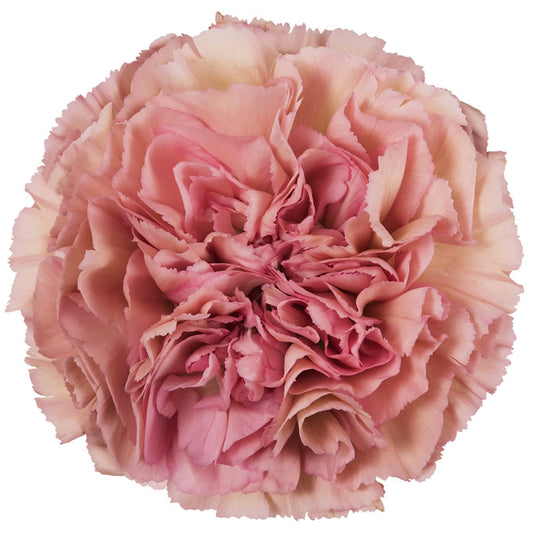 Carnation Vintage Lege Pink - 25 stem bunch