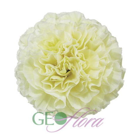 Carnation Yellowcream Polimnia