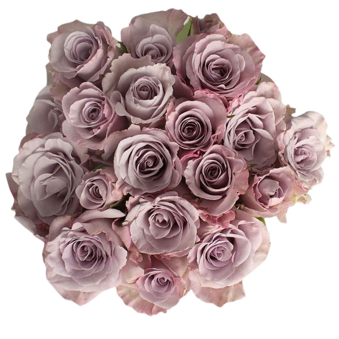 Little Silver - 10 stem bunch