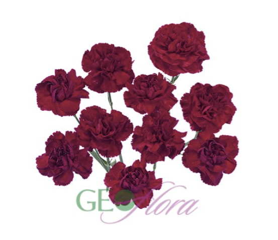 Mini Carnation Burgundy - 10 stem bunch