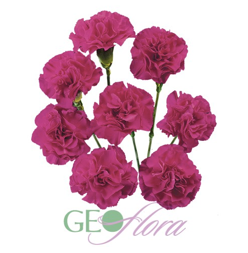 Mini Carnation Dark Pink - 10 stem bunch