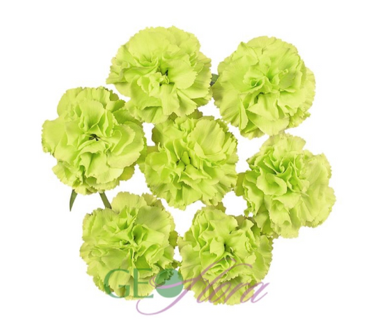 Mini Carnation Green - 10 stem bunch