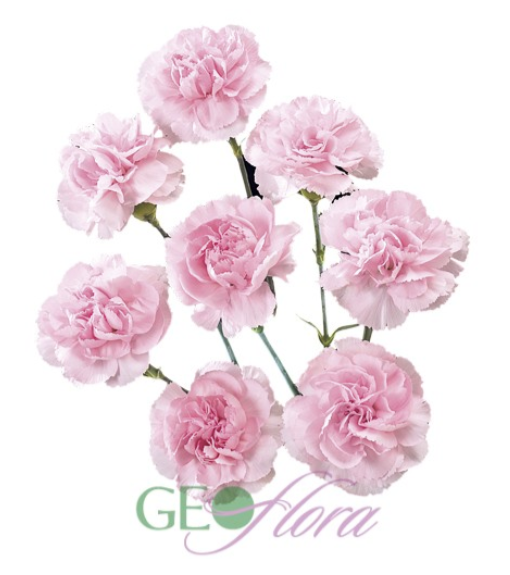 Mini Carnation Lavender - 10 stem bunch