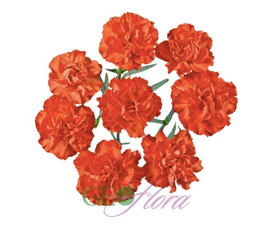 Mini Carnation Orange - 10 stem bunch