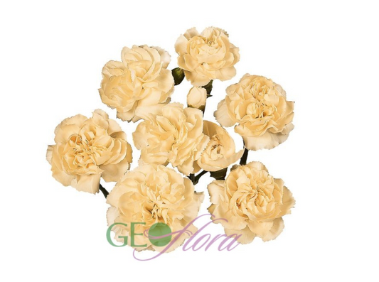 Mini Carnation Peach 10 stem bunch
