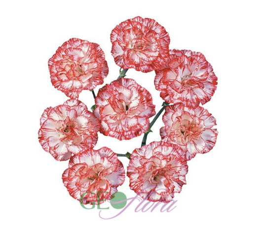 Mini Carnation Peppermint - 10 stem bunch