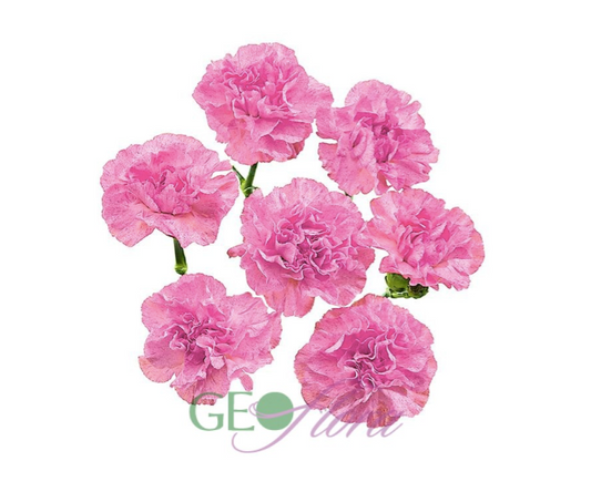 Mini Carnation Pink - 10 stem bunch